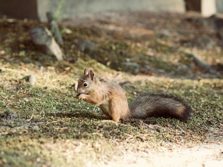 Red Squirrel, Sciurus vulgaris, Finland