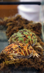 Frogs, orange and green