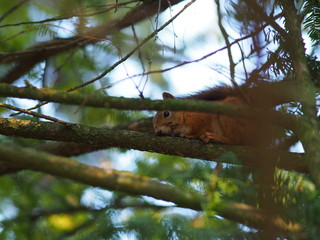Red Squirrel, Sciurus vulgaris, Finland