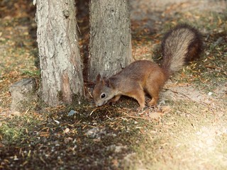 Red Squirrel, Sciurus vulgaris, Finland