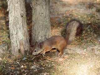 Red Squirrel, Sciurus vulgaris, Finland