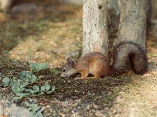 Red Squirrel, Sciurus vulgaris, Finland
