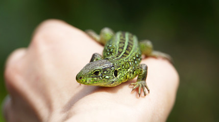 green lizard on hand
