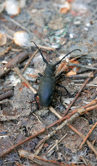 Horned black beetle