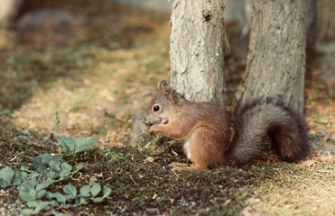 Naklejka na ściany i meble Red Squirrel, Sciurus vulgaris, Finland