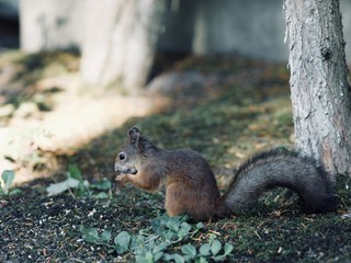 Red Squirrel, Sciurus vulgaris, Finland