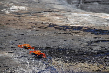 Loreto Bay Baja California Sur, Coronado Island 2 crabs