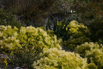 Fynboss flower bush in the cape