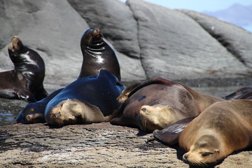 Loreto Bay Baja California Sur, Coronado Island Seal