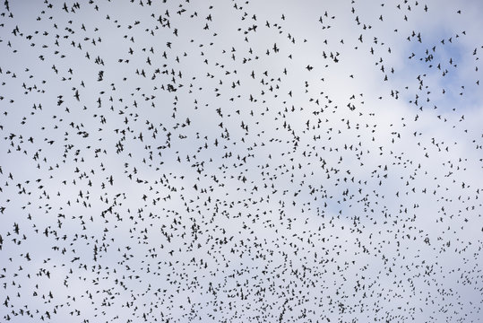 Sky filled with starlings in flight