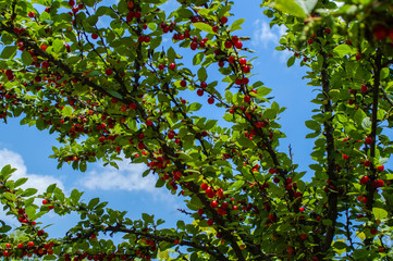 ripe cherry, cherry tree, summer treat, delicious berry