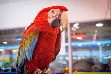 Photo of a large parrot close-up. A bird in the zoo.