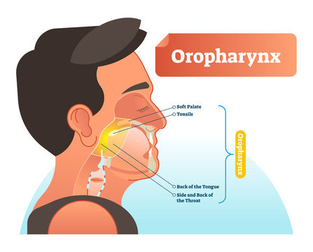 Oropharynx vector illustration. Anatomical labeled scheme with human soft palete, tonsils, back of tongue and side of throat. Diagram for pulmonary and throat medicine.