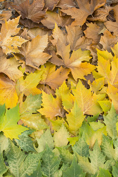 Autumn leaves gradient