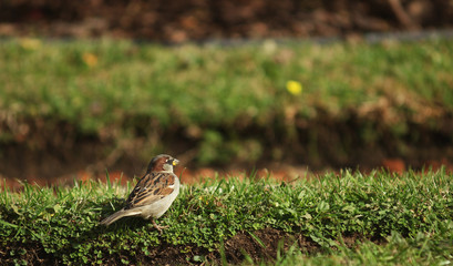 Ave zorzal mirando al horizonte sobre césped