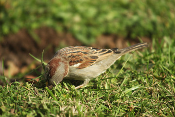 Ave zorzal comiendo pasto