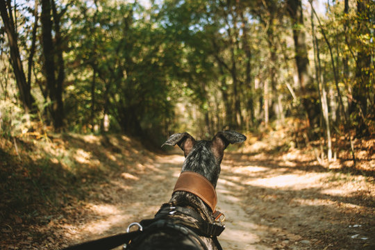 Greyhound walks in the woods