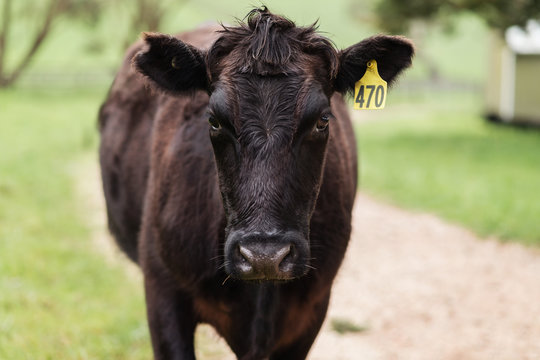 close up portrait of black angus cow