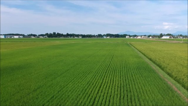 夏の田園風景