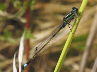 Small dragonfly sitting still on a grass reed
