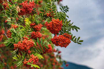 Reife Vogelbeeren