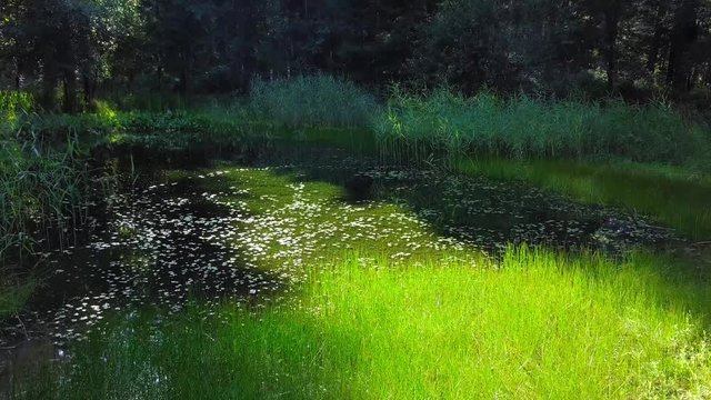 traumhafter teich mitten im wald