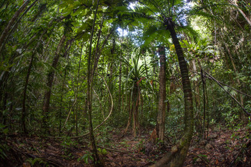 Green Rainforest in Raja Ampat