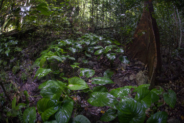 Naklejka premium Wet Rainforest in Raja Ampat