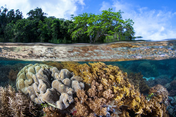 Naklejka premium Shallow Corals in Raja Ampat