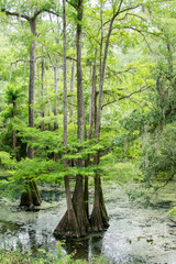 Radium Springs river park