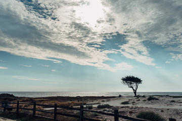 Lone cypress tree by an ocean beach