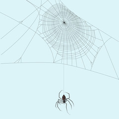 Black widow spider hanging down a string of spider thread and it's web halloween, spooky, isolated, deadly creepy crawler