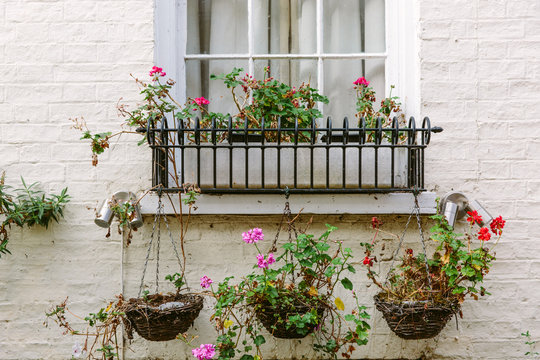 Window box and hanging baskets containing straggly Pelargoniums