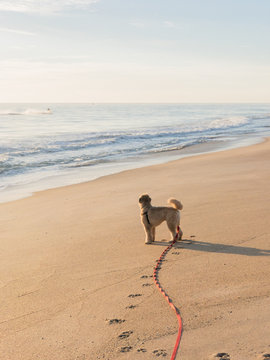 Dog on a longe line on the beach in Florida
