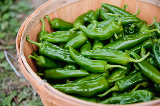 Fresh Picked Organic Green Peppers