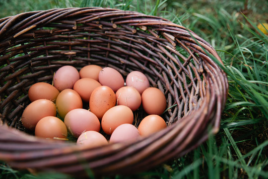 Organic Eggs in Basket