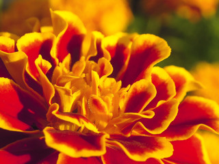 Fototapeta premium Tagetes erecta