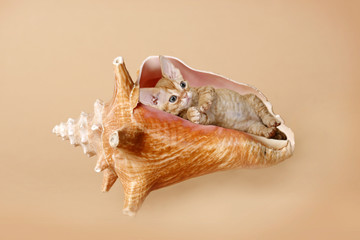 Devon Rex Kitten in Sea Shell