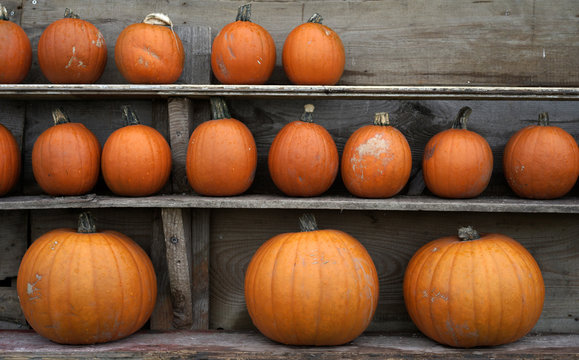 Mix of pumpkins for sale at a farm