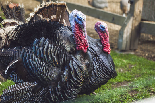 Beautiful Turkey