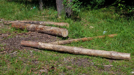 Cutting down of forests, cut trees