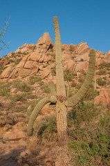 Saguaro Cactus grows on the mountain at Pinnacle Peak Park in Scottsdale, AZ