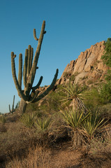 Saguaro Cactus grows on the mountain at Pinnacle Peak Park in Scottsdale, AZ