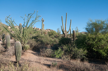 Ocotillo cactus grows next to a hiking trail at Pinnacle Peak Park in Arizona.