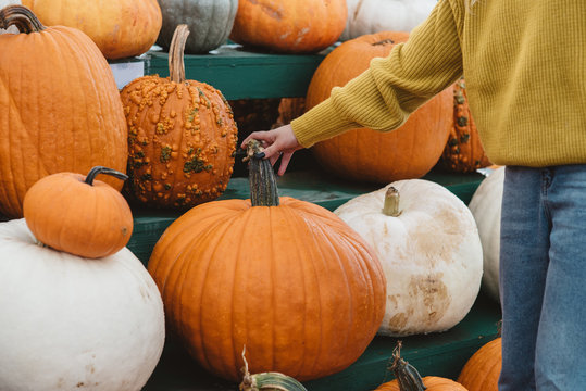 A young woman picking pumpkins at a pumpkin patch