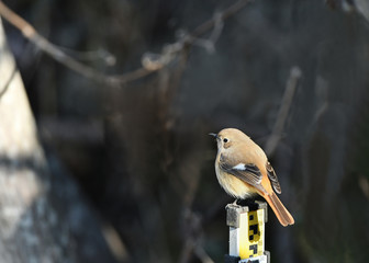 ジョウビタキの雌
