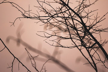 Silhouettes tree branches abstract background.