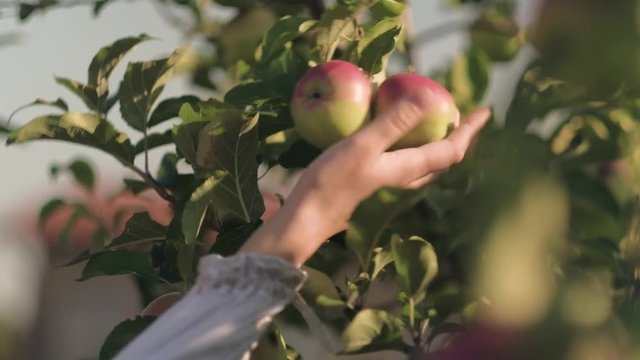 Young woman is inspecting and picking an ecological apple, close up on women's hand shot in 4K UHD