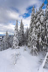 Fototapeta premium Winter landscape with Pines covered with snow in Rhodope Mountains near pamporovo resort, Smolyan Region, Bulgaria