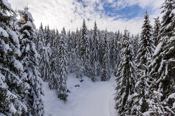 Winter landscape with Pines covered with snow in Rhodope Mountains near pamporovo resort, Smolyan Region, Bulgaria